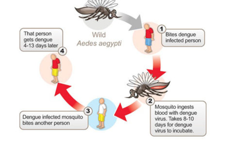 Stay Safe from Dengue Mosquitoes
