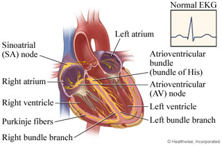 Heart during palpitations