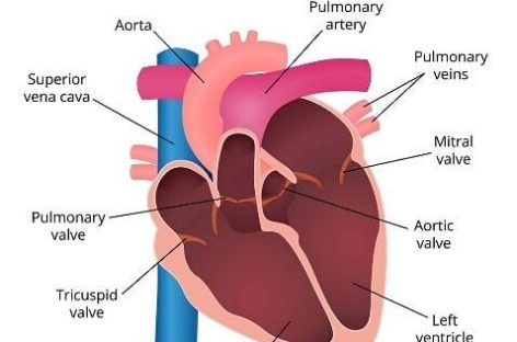 What Happens If the Valves of the Heart Do Not Function Properly?