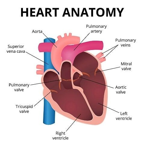 Treatment for Valvular Heart Disease