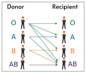 Compatible blood types for liver donation