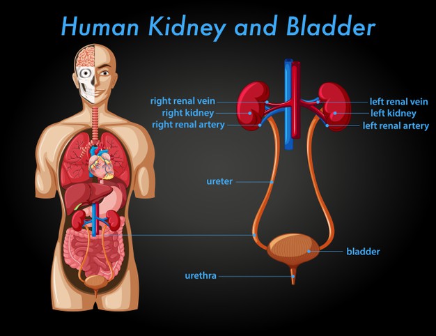 The Urinary System