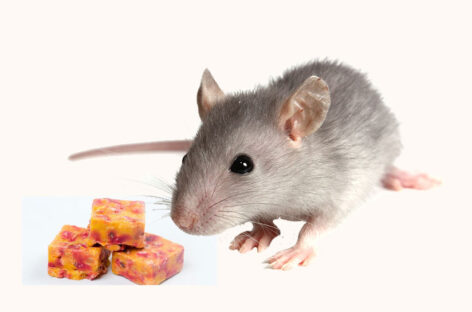 Liver poisoning due to yellow phosphorus from rat poison