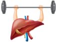 The Link Between Liver Health and Diet – What to Eat for a Healthy Liver