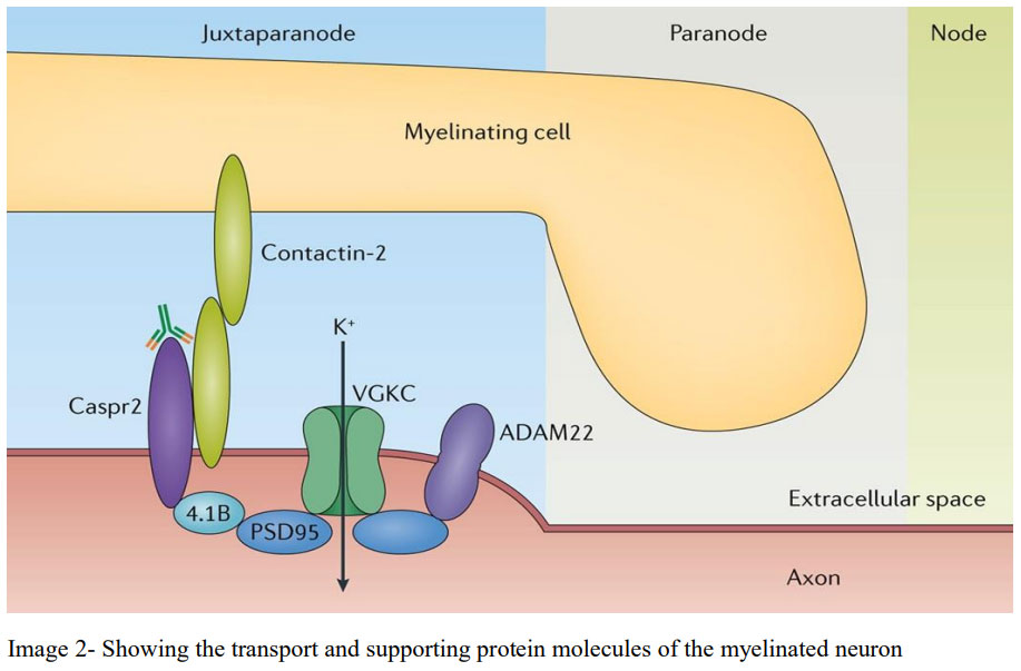 Showing the transport and supporting protein molecules of the myelinated neuron