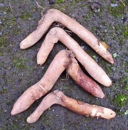 kanvali-kizhangu-3