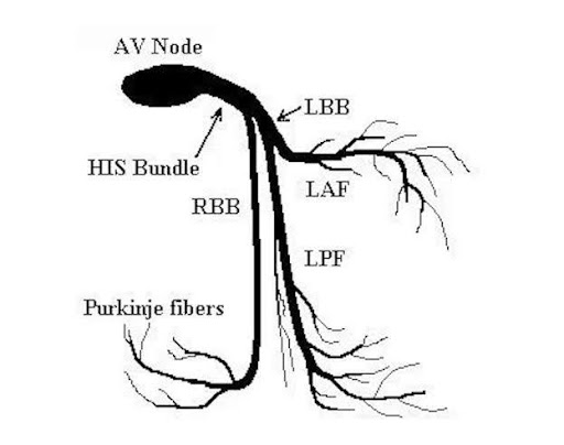 Diagnostic-Image-2