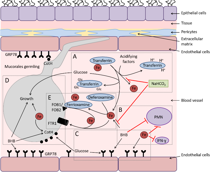 Mucormycosis-5