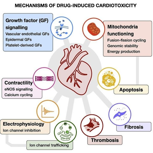 Mechanism-of-cardiotoxicity