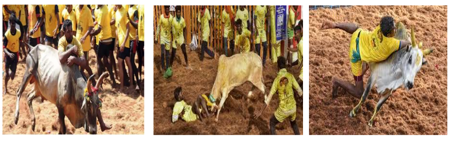 Outcome-of-Bull1