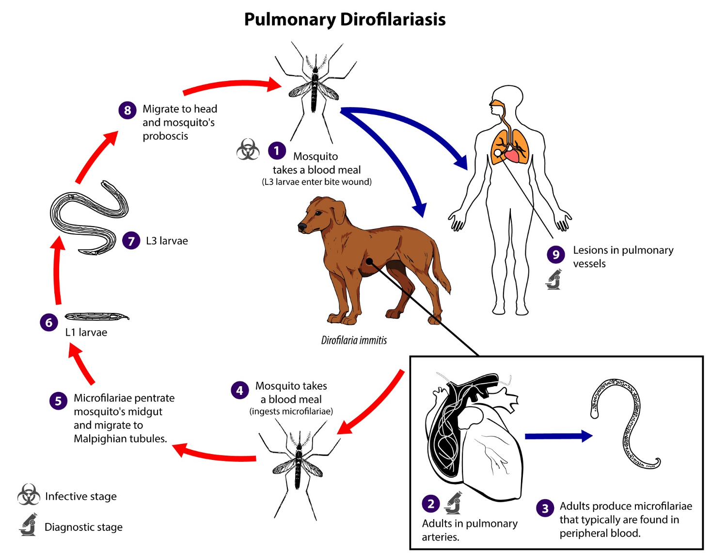 Diagnostic-Video