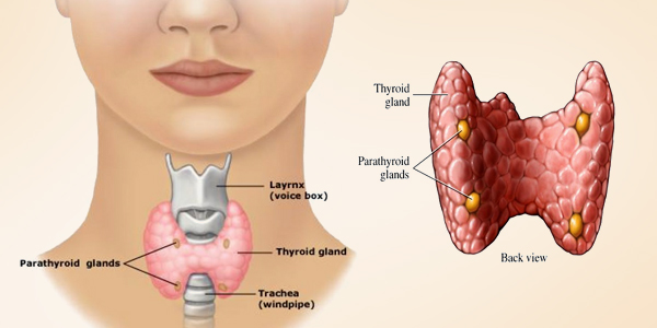 thyroid