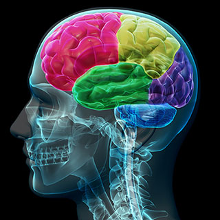 brain-nl
