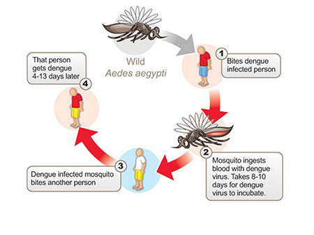 dengue