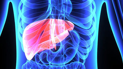 liver