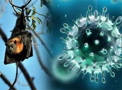 nipah-virus
