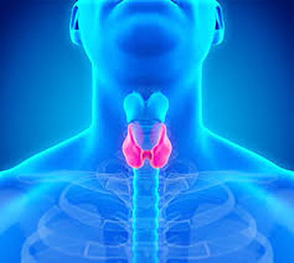 thyroid