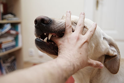 dog-bite-2