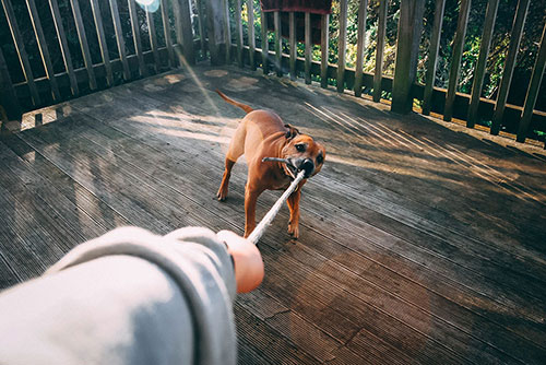 dog-bite