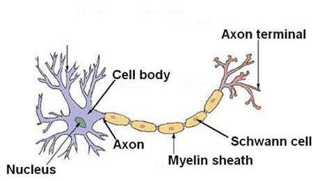 diabetes-mellitus-and-neurology-4