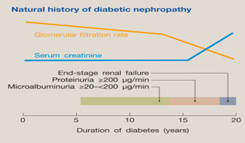 diabetes-mellitus-and-the-kidney-3