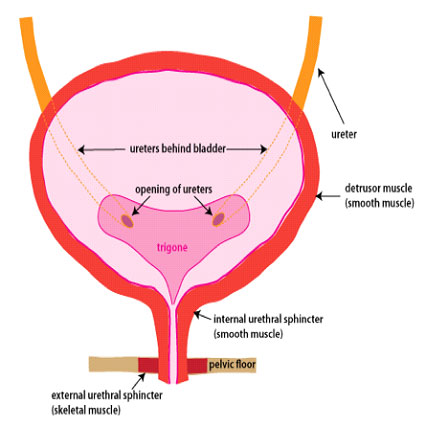 bladder-control-problems-in-elderly-with-parkinsonism-2