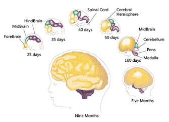 brain-health-2