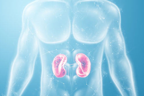 the-kidneys