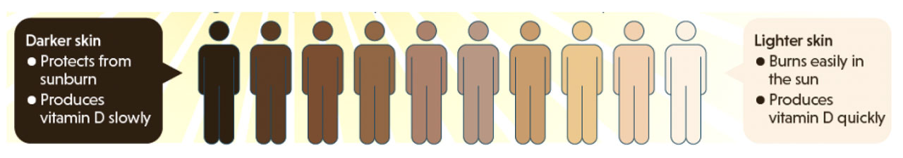 Vitamin D and Exposure to Sunlight autobiography-of-vitamin-d-2