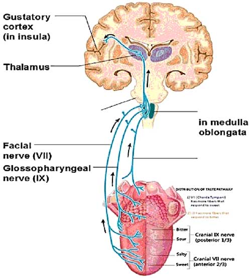 food-and-brain-3