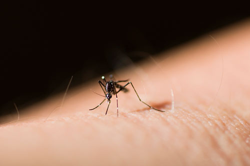 malaria-symptoms-prevention-treatment