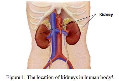 nephrology-and-the-nephrologist-1