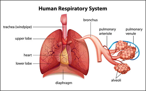 what-is-the-respiratory-function-in-health-and-how-do-we-test-it-2
