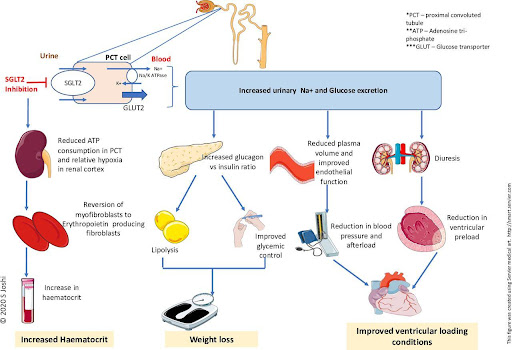 Mechanism-of-action-1
