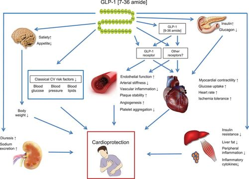 Mechanism-of-action-2
