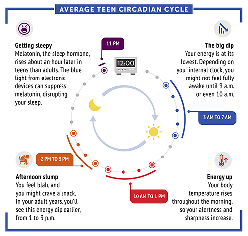 Biological-or-circadian-clock-1