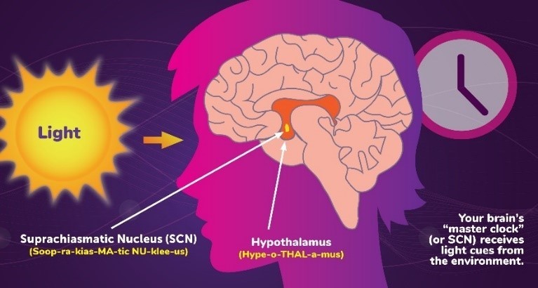 Biological-or-circadian-clock-2