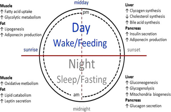 Biological-or-circadian-clock-3