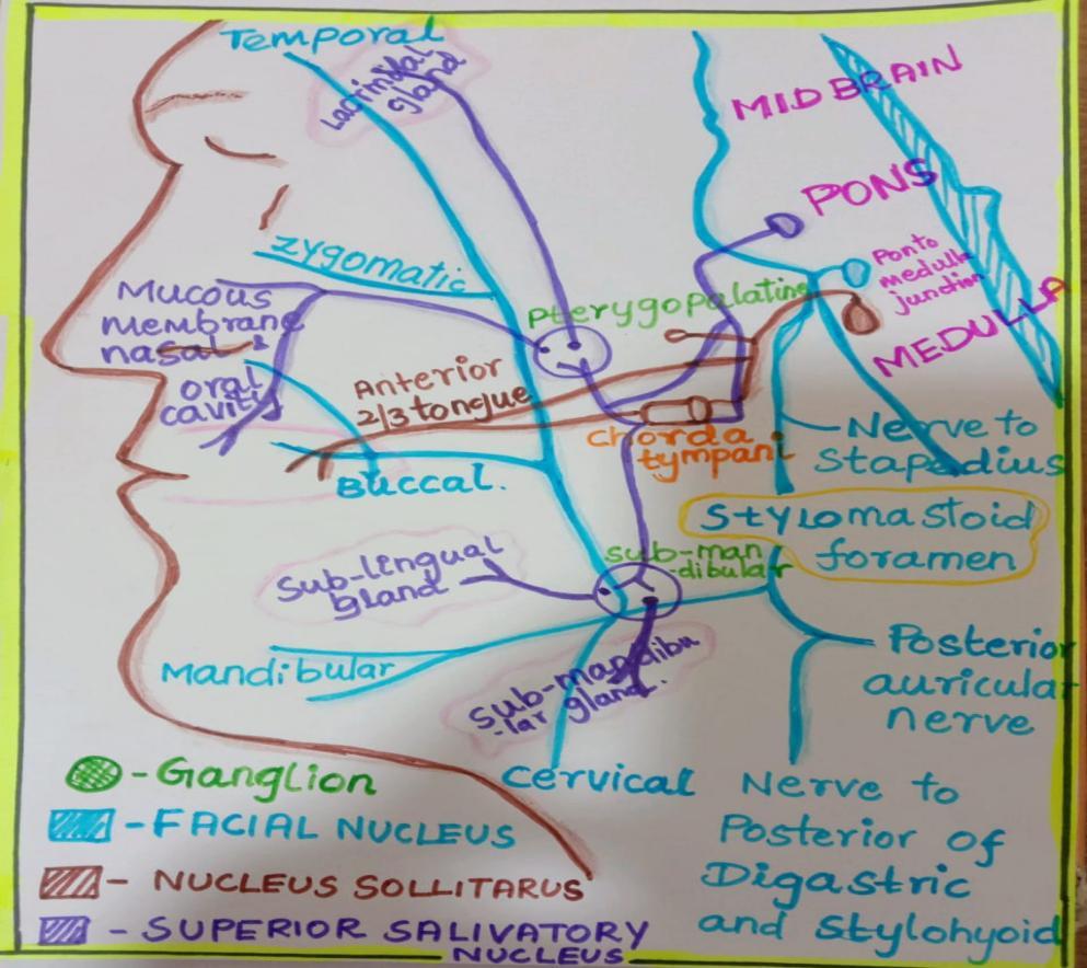 Sensory-fibres