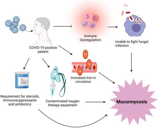 Mucormycosis-problem