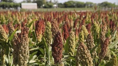 Browntop-Millet-1