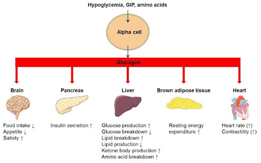 Organ-Specific-Actions-of-Glucagon