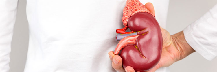 kidney transplant inside kidney transplant inside