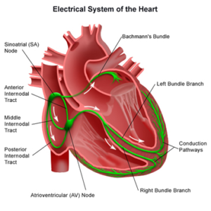 Electrical circuitry in the heart Electrical circuitry in the heart