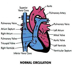 circulation circulation