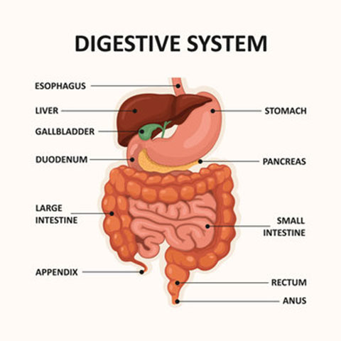 Acute Appendicitis